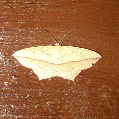 Réf. 326 693 : Timandra comae